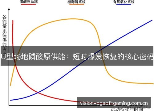 U型场地磷酸原供能:短时爆发恢复的核心密码 U型场地磷酸原供能:短时爆发恢复的核心密码